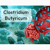 Clostridium butyricum